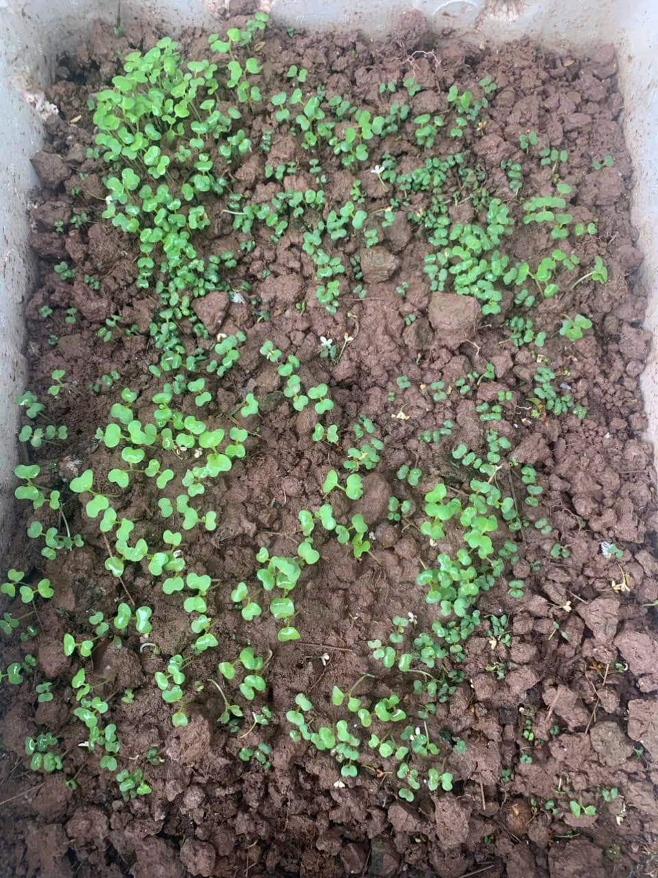 Trang chủ 12 xu ly rac huu co bang cong nghe vi sinh